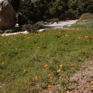 Baccharis ground cover