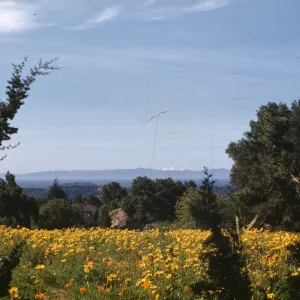 Meadow with Coreopsis and California poppy in bloom, view to Santa Cruz Island