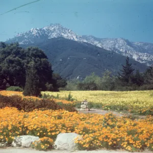 Botanic Garden Poppies & Coreopsis (Meadow 1940s-1950s)