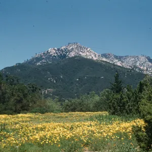 Meadow; (Meadow 1940s-1950s)