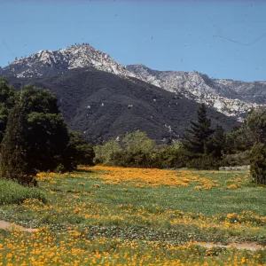 2:30 p.m. (Meadow 1940s-1950s)