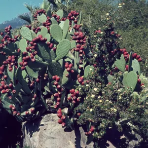 Opuntia (Prickly-pear) in fruit, Desert Section, SBBG