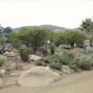 Desert Section