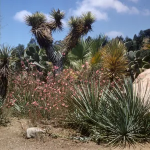 Desert Section of SBBG with Joshua tree in place