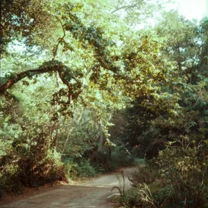SBBG Canyon Trail