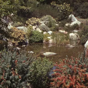 Meadow Pond