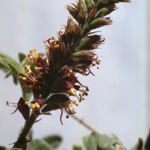 Amorpha californica