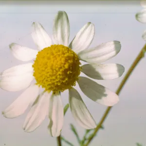 Anthemis cotula