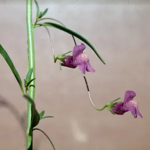 Antirrhinum kelloggii