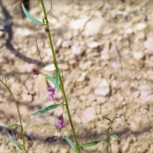 Antirrhinum kelloggii