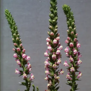 Antirrhinum multiflorum