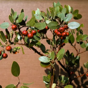 Arctostaphylos parryana fruits