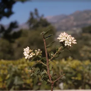 Arctostaphylos pechoensis var. viridissima