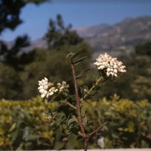 Arctostaphylos pechoensis var. viridissima