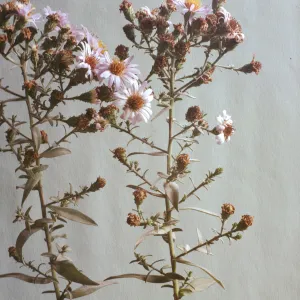 Aster chilensis