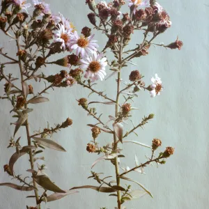 Aster chilensis