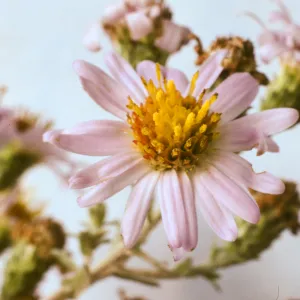 Aster chilensis