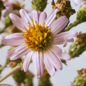 Aster chilensis