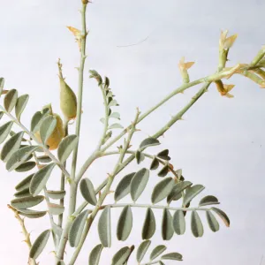 Astragalus lentiginosus var. nigricalycis