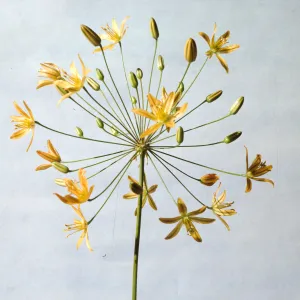 Bloomeria crocea var. montana