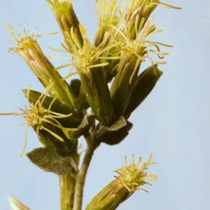 Brickellia californica 