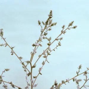 Brickellia nevinii