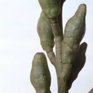 Cakile maritima fruits
