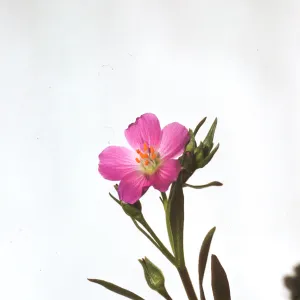 Calandrinia ciliata var. menziesii