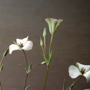 Calochortus invenustus