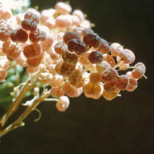 Cardaria pubescens var. elongata