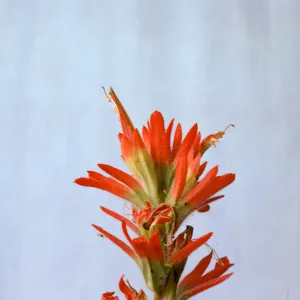 Castilleja