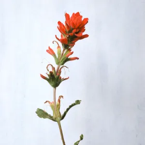 Castilleja martinii 