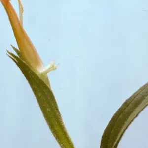 Castilleja stenantha 