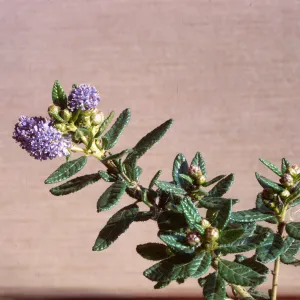 ceanothus 'blue Horizons'