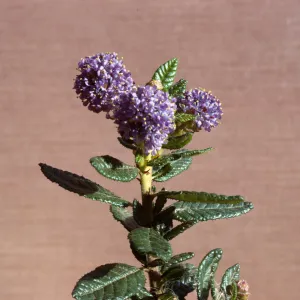ceanothus 'blue Horizons'