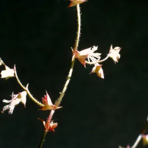 Chorizanthe thurberi 
