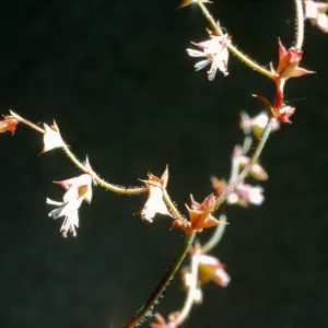 Chorizanthe thurberi 