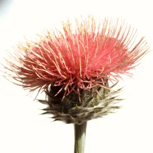Cirsium californicum