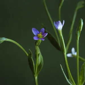 Centaurium exaltatum