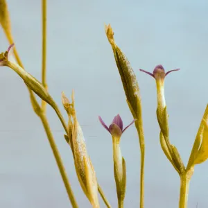 Centaurium exaltatum