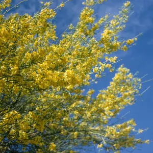 Cercidium floridum