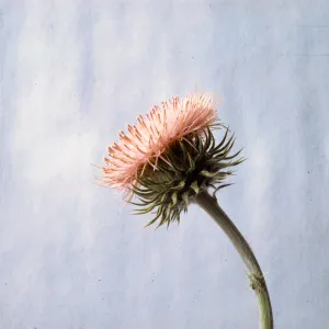 Cirsium californicum