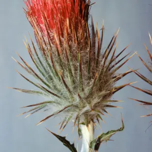 Cirsium occidentale