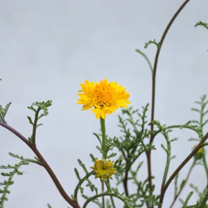 Chaenactis glabriuscula var. curta