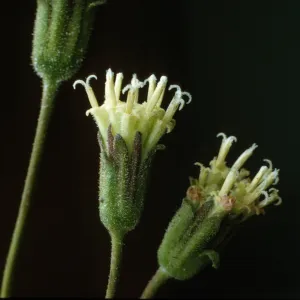 Chaenactis santolinoides