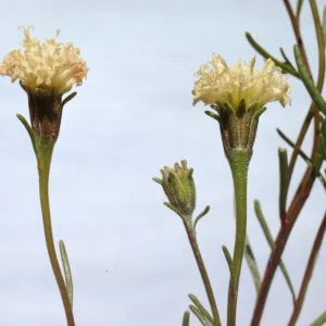 Chaenactis xantiana