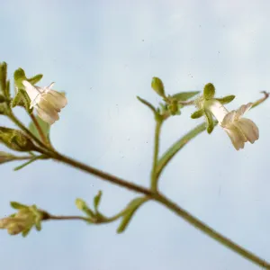 Collinsia childii