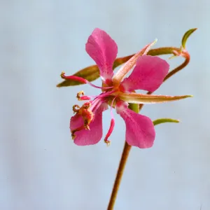 Clarkia rhomboidea