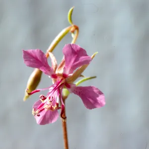 Clarkia rhomboidea