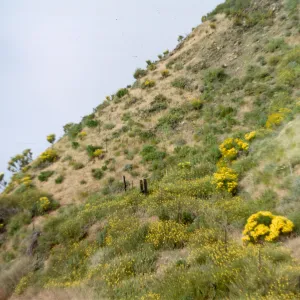 Coreopsis gigantea 